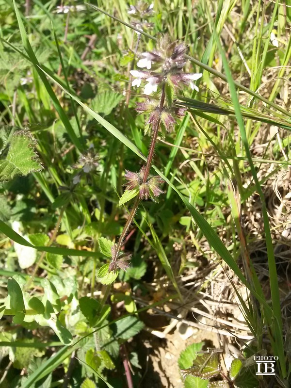 Stachys arvensis